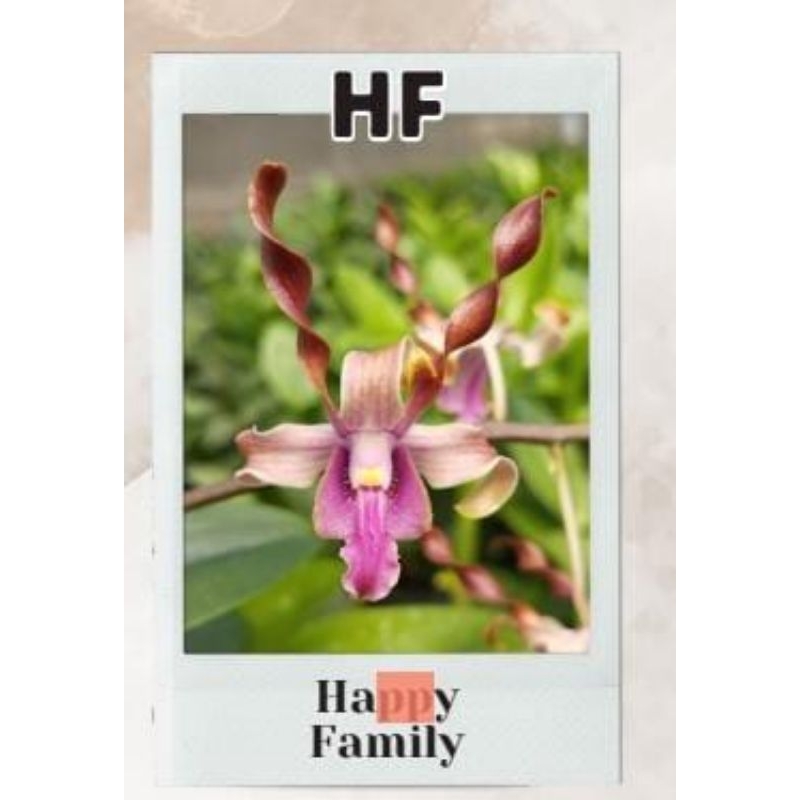 Dendrobium keriting dewasa siap bunga