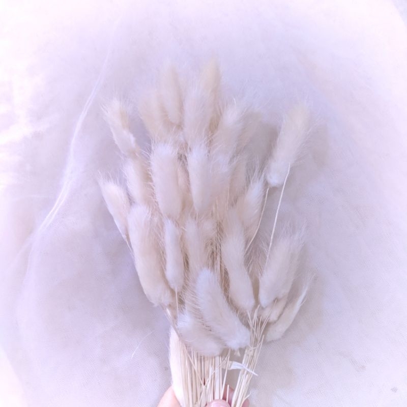 Bunga Lagurus driedFlowers
