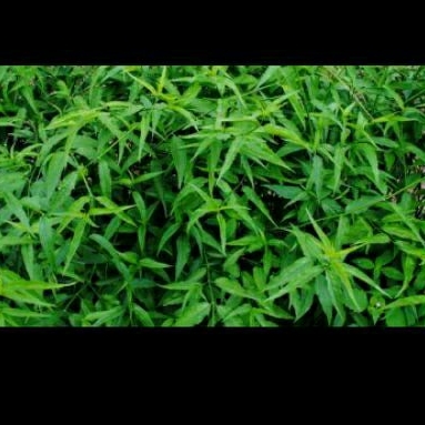 

Daun belalai gajah organik segar,daun herbal kaya manfaat,murahhh