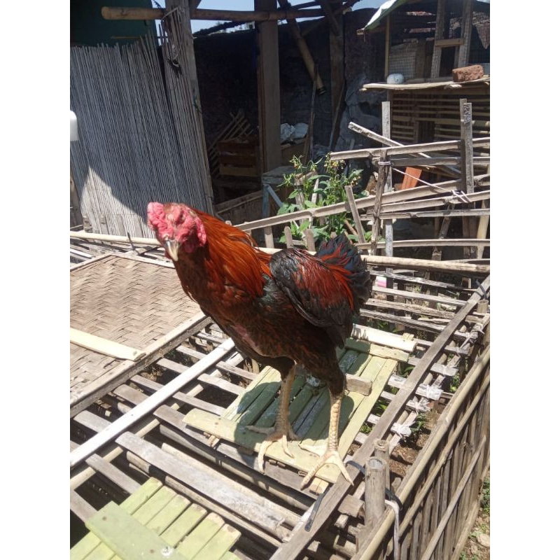 Bulu sayap ayam jago satu set 50 helai