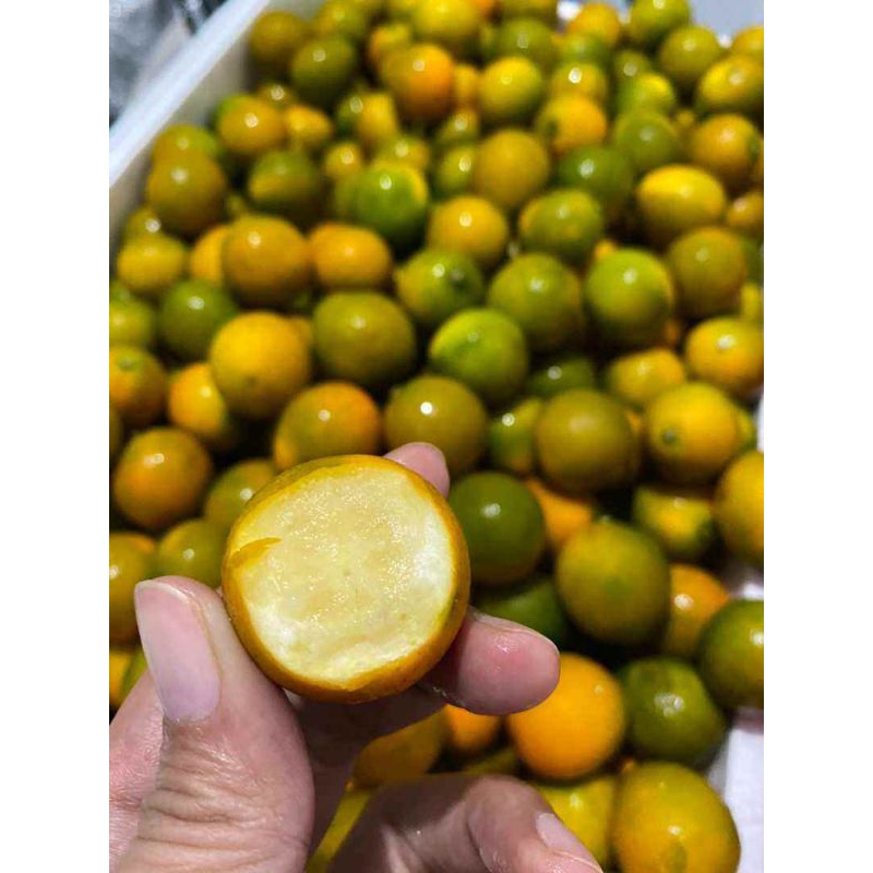 BIBIT TANAMAN BUAH JERUK KIMKIT