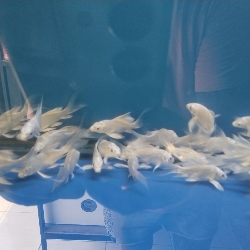 koi platinum slayer
