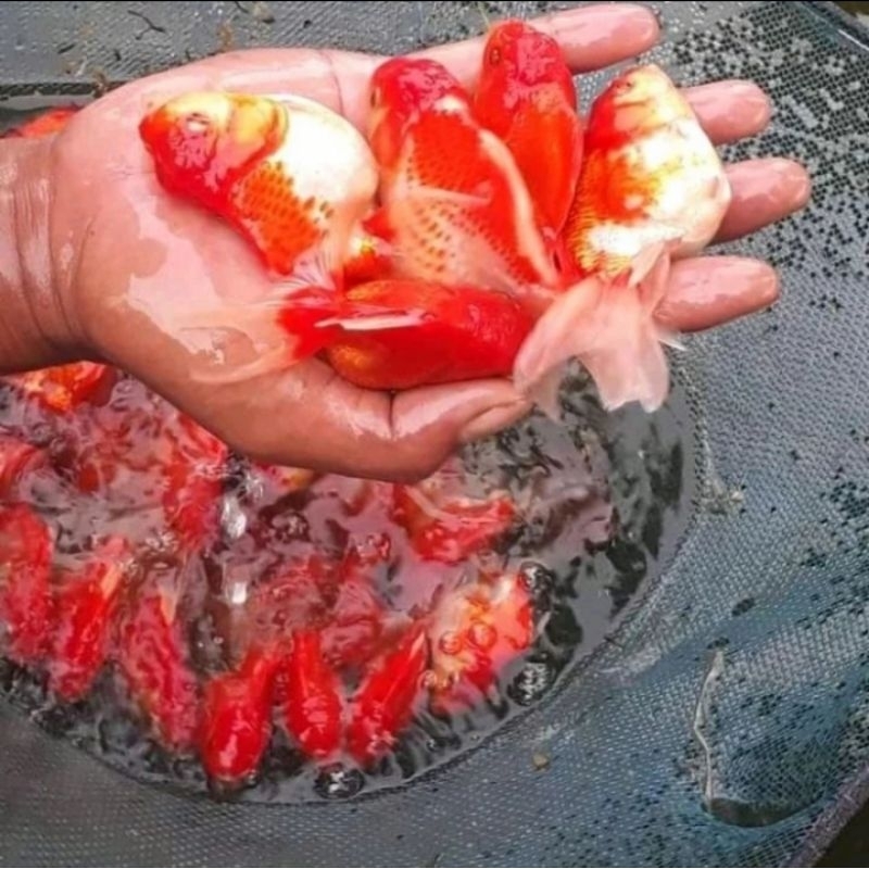 Ikan Mas Koki Oranda | Ikan Hias Aquarium