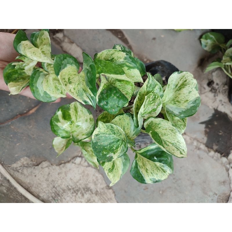 tanaman manjula rimbun