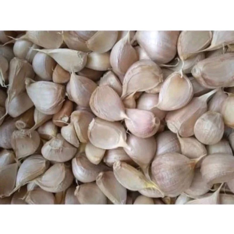 

Bawang Putih Kating Super