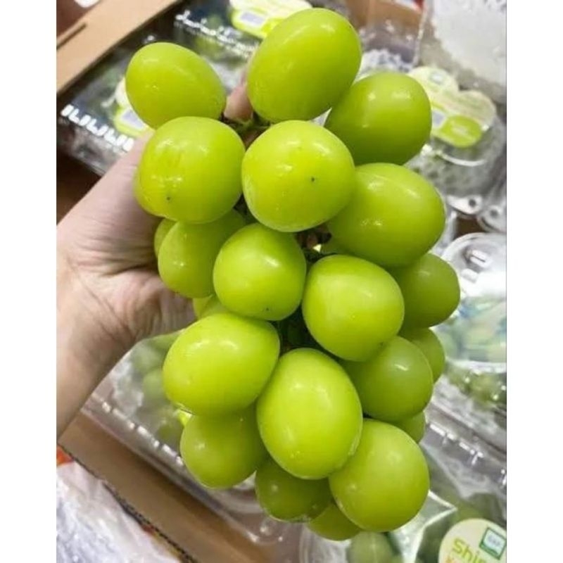 valid bibit anggur import Shine muscat