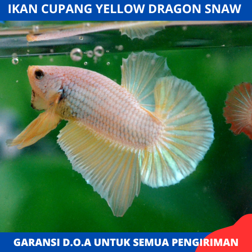 Promo Murah Cupang HMPK Yellow Dragon Snaw