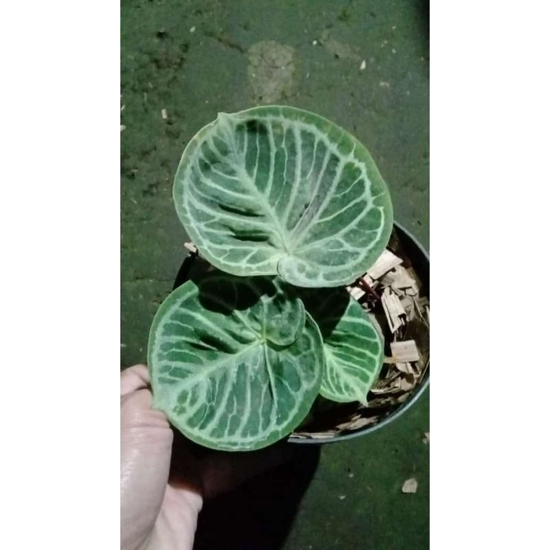 Anthurium dorayaki