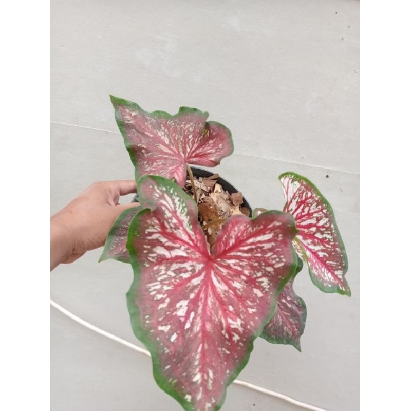caladium worton