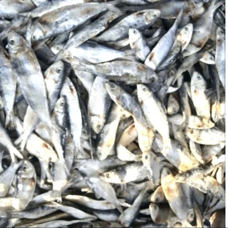 

Ikan Asin Tembang sisik kaca 1 kg/ ikan asin tembang fresh