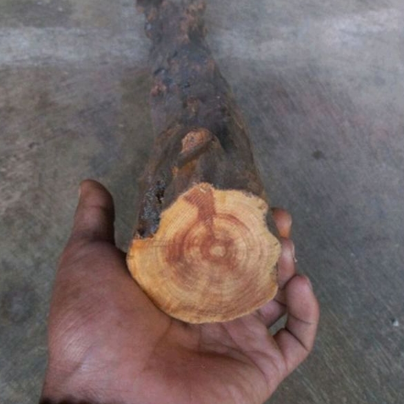 bahan kayu raja merah agatis super tembus cahaya lampu senter