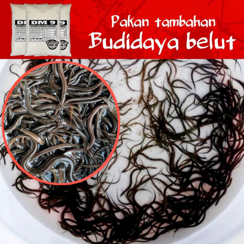 DM 9 pakan peternakan budidaya bibit belut belut sungai, belut sawah, belut rawa, belut monster,babo