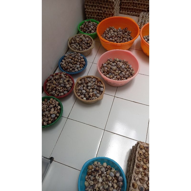 

TELUR PUYUH