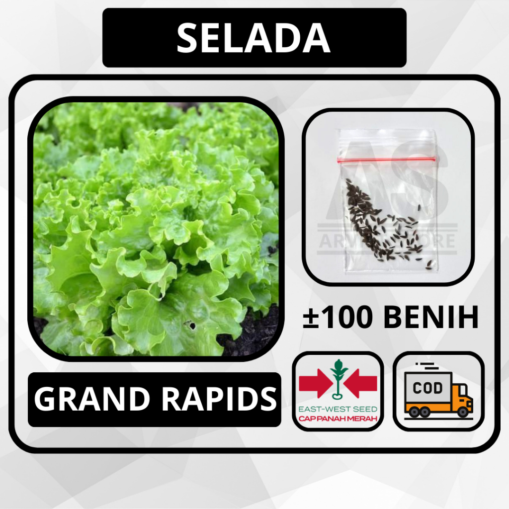±100 Butir - Benih Selada Grand Rapids Cap Panah Merah Bibit Sayuran Tanaman Hidroponik Selada Air
