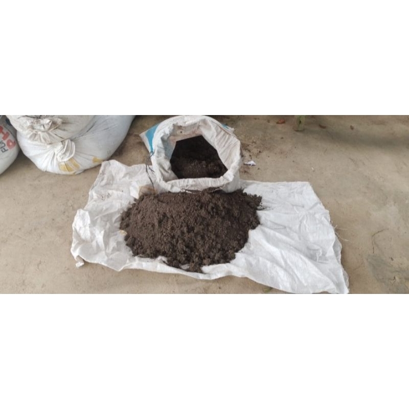 pupuk guano/kohe kelelawar