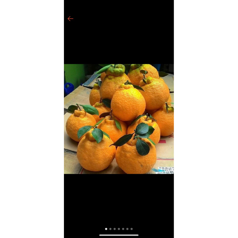 

Jeruk Dekopon Chun jian jumbo| Buah jeruk dekopon tampa biji fresh 1kg