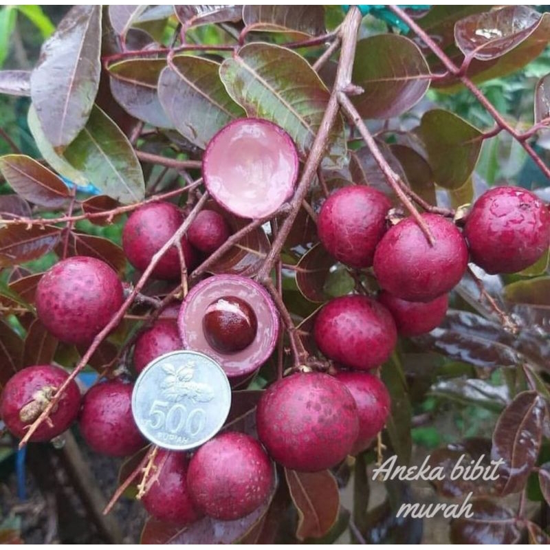 BIBIT KELENGKENG MERAH SIAP BUAH
