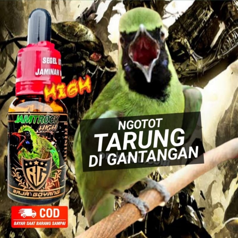 RG jamtrock high raja goyang cucak ijo jamtrok cak ijo full ngentrok  Super Cucak Ijo Jamtrock  Peng