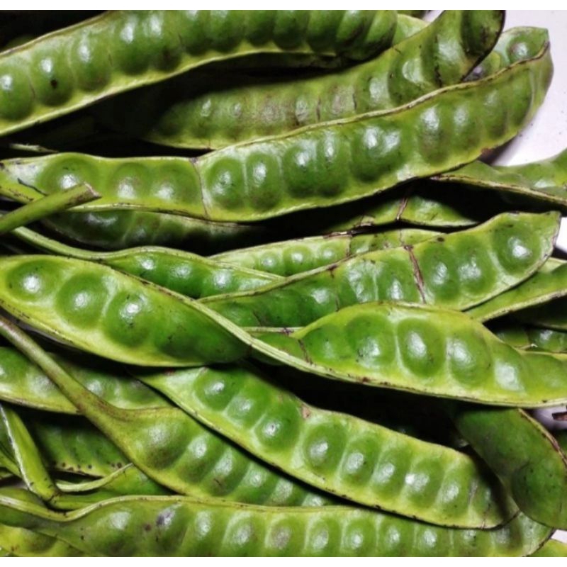 

petai segar, perpapan 15 mata biji