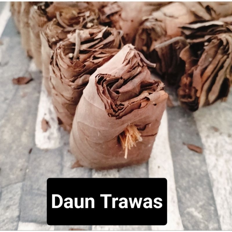 

Daun Trawas Kering