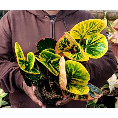 Puring Rimbun Apel Busarin