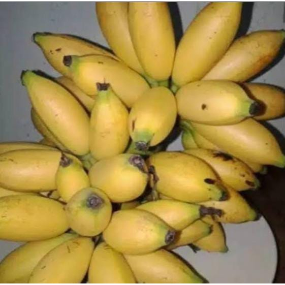 

Pisang barlin segar, pisang barlin, pisang fresh