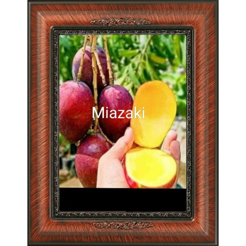 

Bibit mangga mizaki berbuah