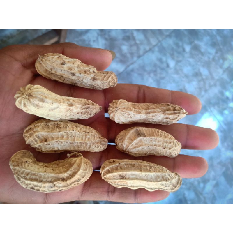 

Kacang Madu 1 kg mumer