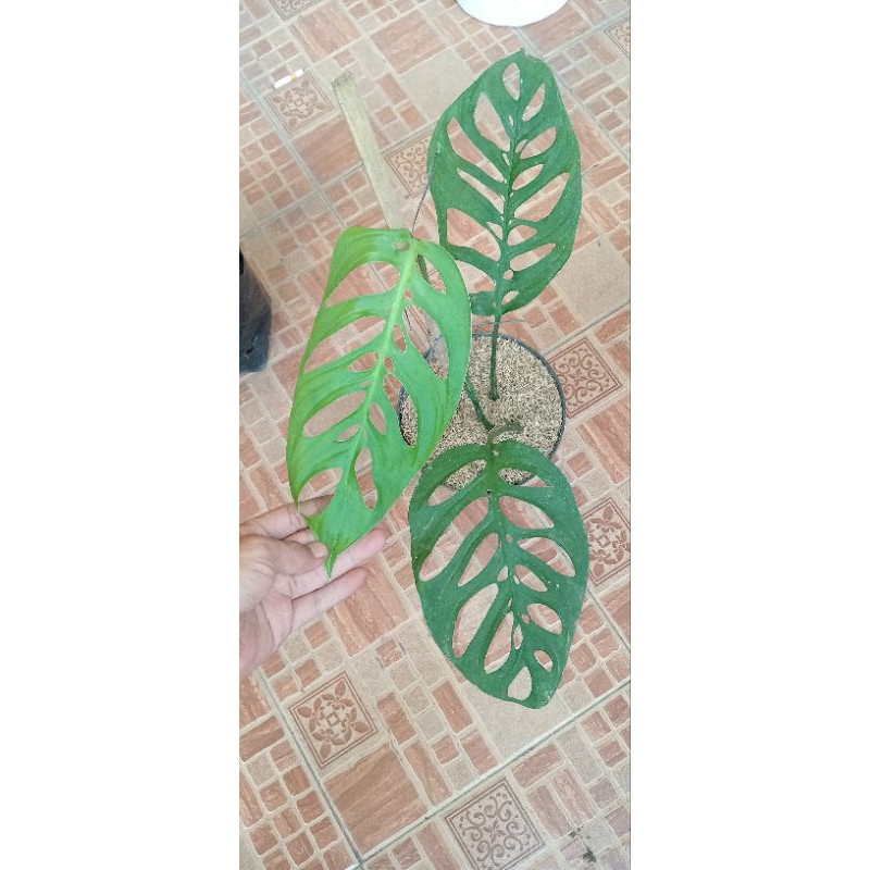 Monstera Esqualeto