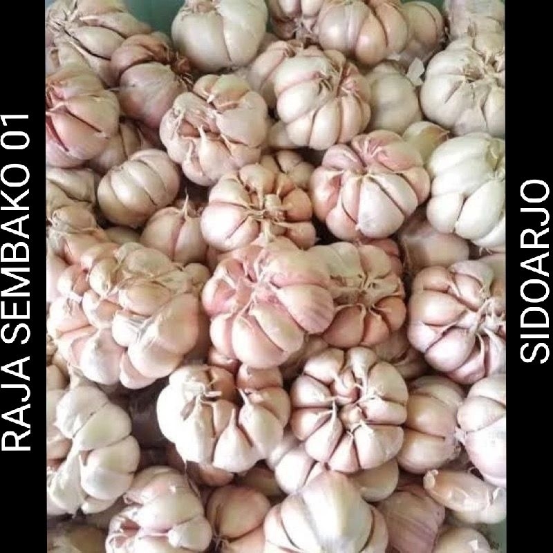 

BAWANG PUTIH BERKUALITAS 1/2 kg