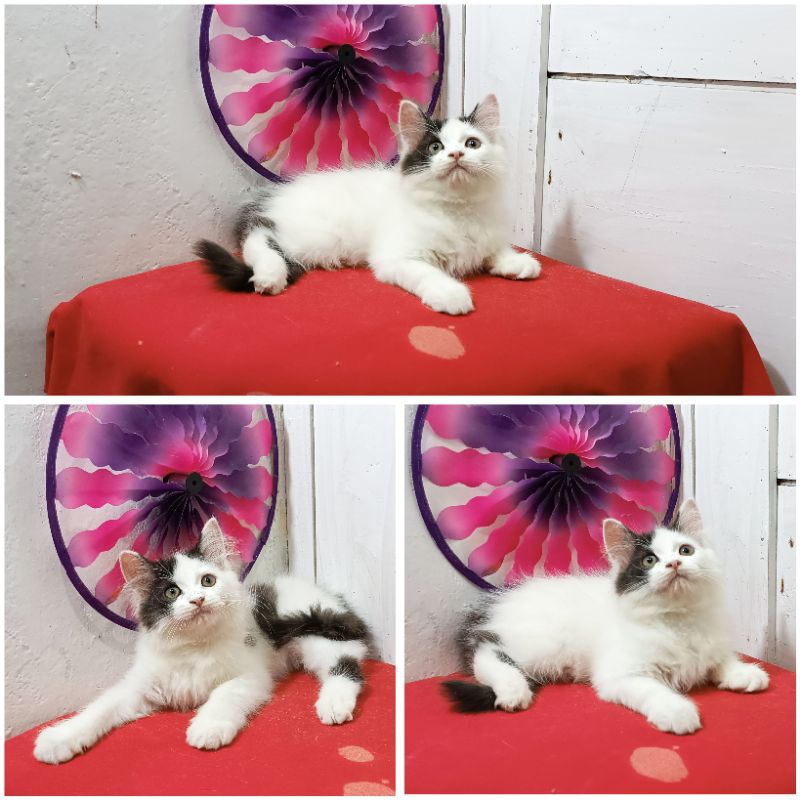 Kucing Persia Mainecoon Putih Hitam |Free Ongkirs dan Keranjang