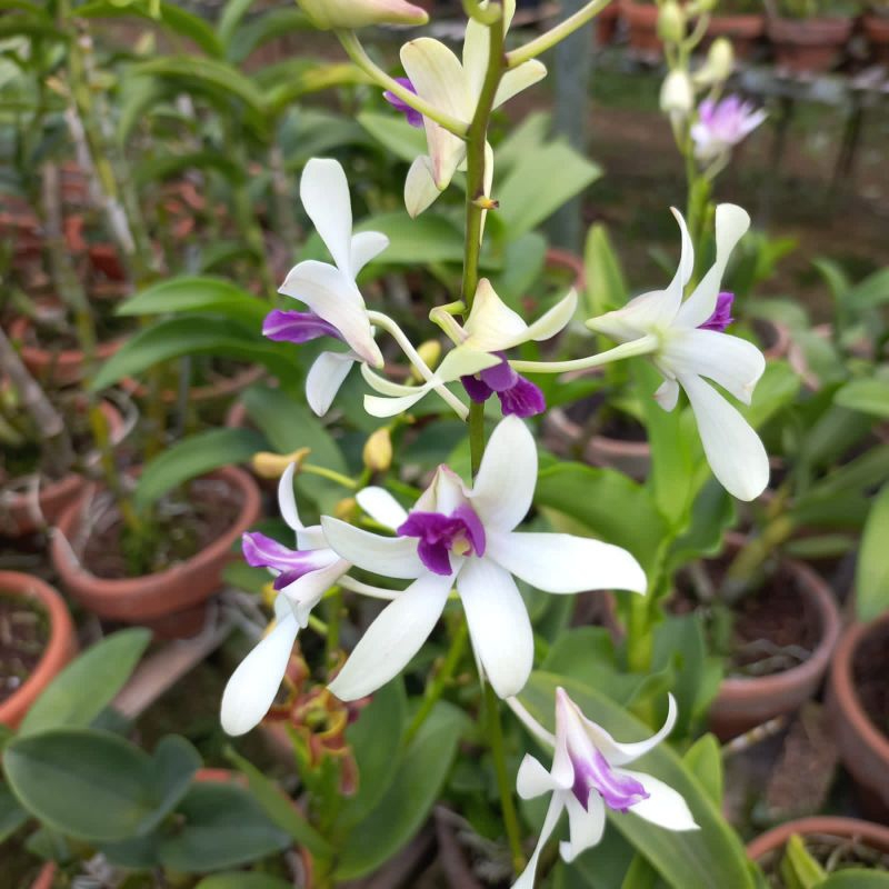 ANGGREK DENDROBIUM MESAGNIL X MAINIL DEWASA SPIKE KENOP BRBUNGA