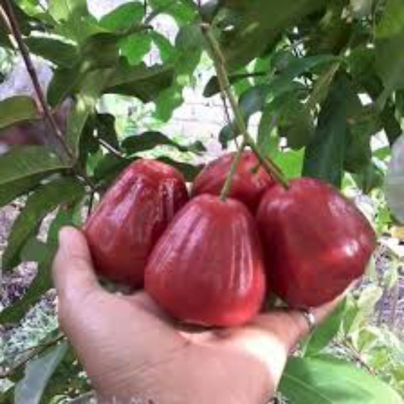 Bibit tanaman jambu air dalhari kondisi berbunga lebat