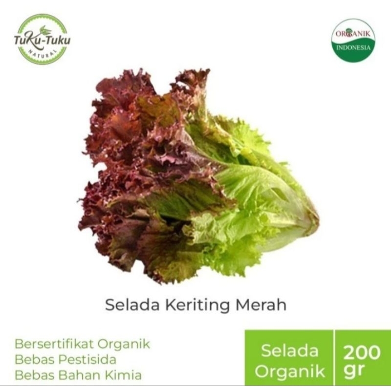 

SELADA KERITING MERAH ORGANIK 200gr