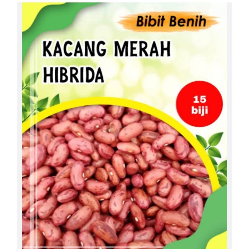 

bibit kacang merah