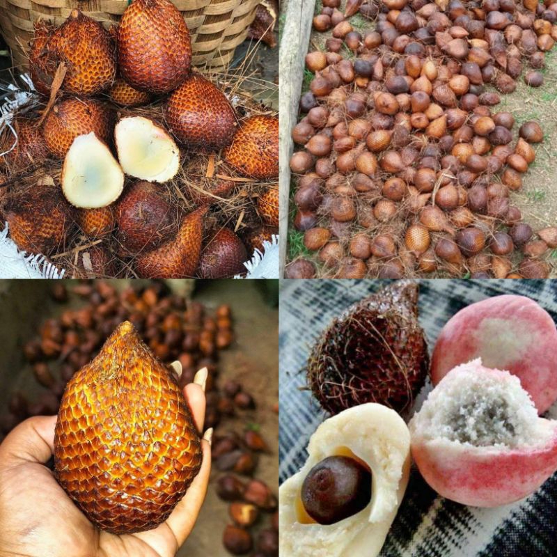 

Salak manis Tapanuli selatan petik langsung dari pohon nya