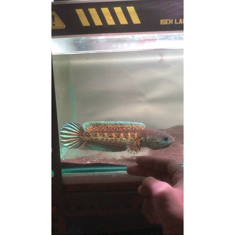 Channa Auranti 18-20 Cm