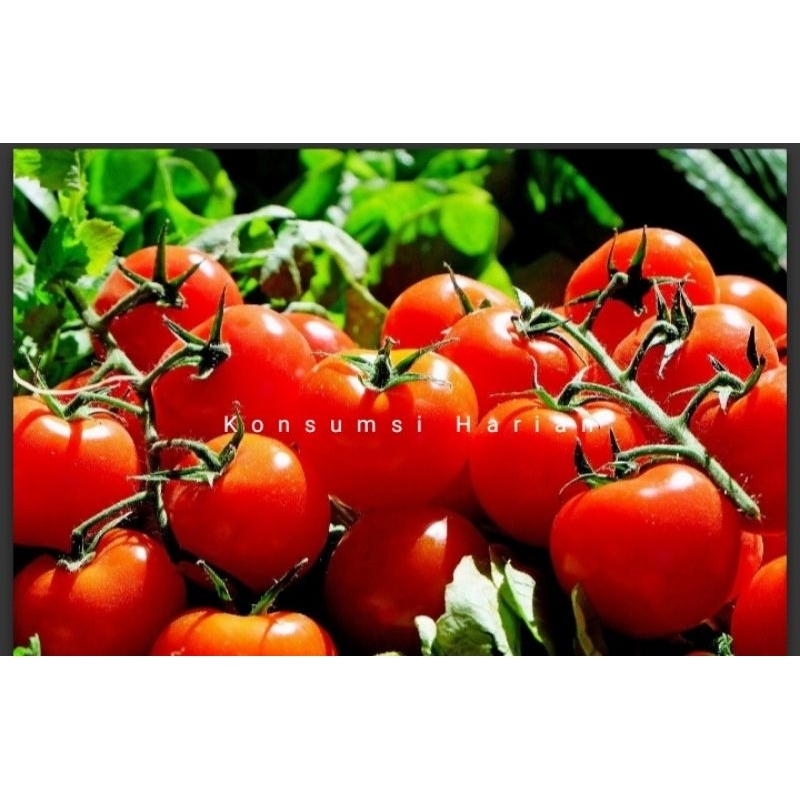 

Tomat / Tomato