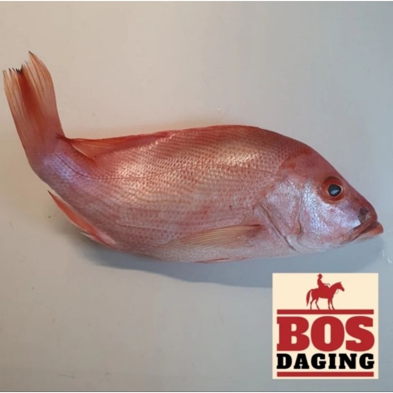 

Ikan Kakap Merah / Ikan Laut Segar