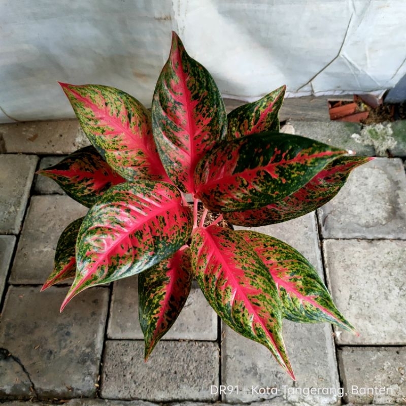 aglonema hot lady/hot lady flaming induk