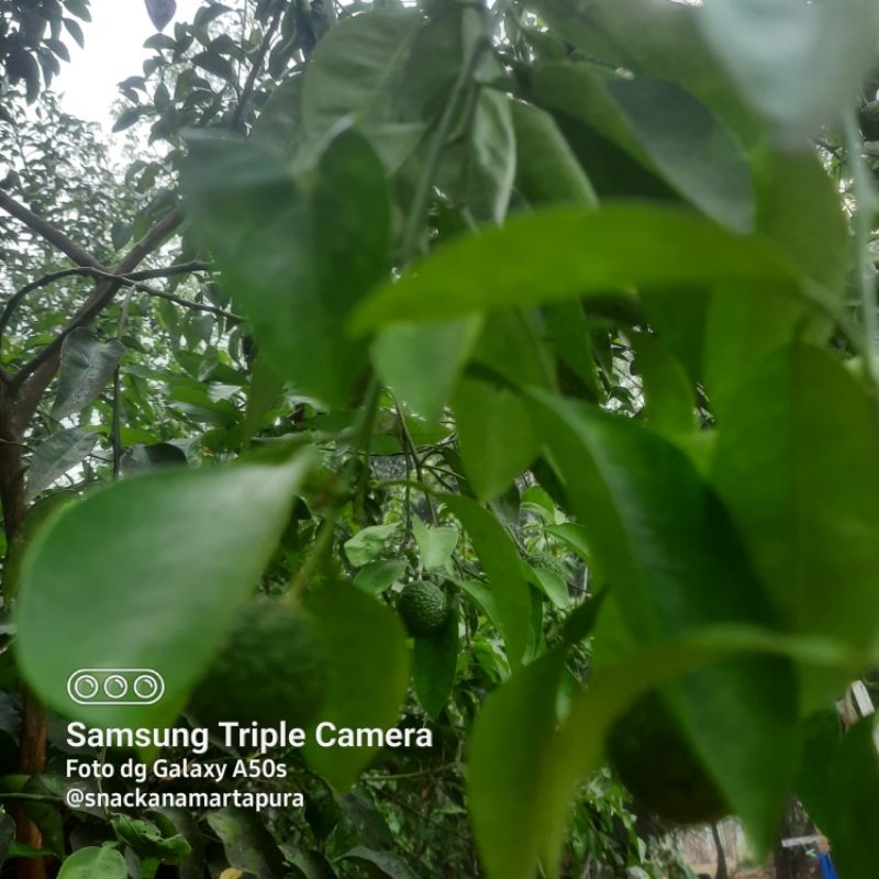

keripik bawang daun jeruk kemasan besar