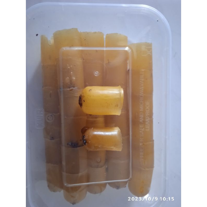 Kantong madu itama besar / Pot madu itama Jumbo