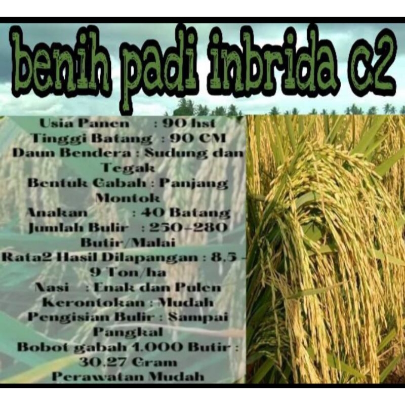 BENIH PADI INBRIDA C2 KUALITAS UNGGUL