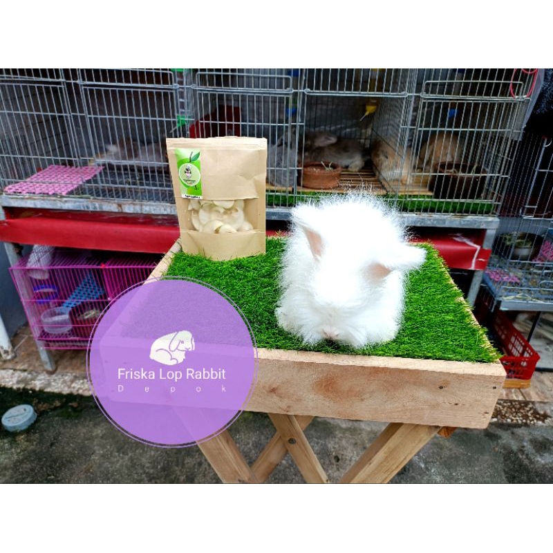 Kelinci English Anggora