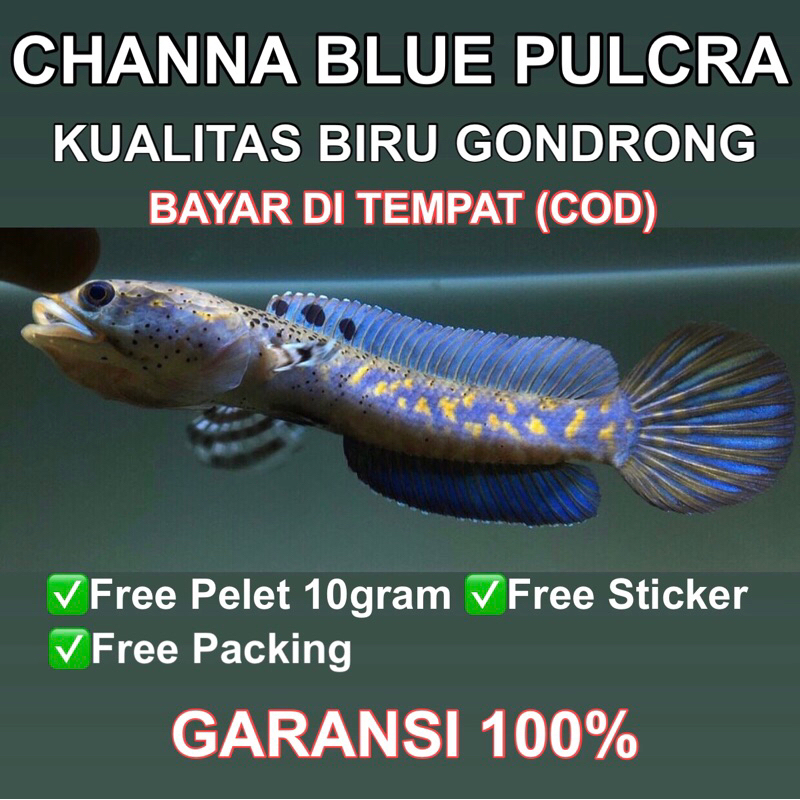 CHANNA BLUE PULCRA 12-13 CM