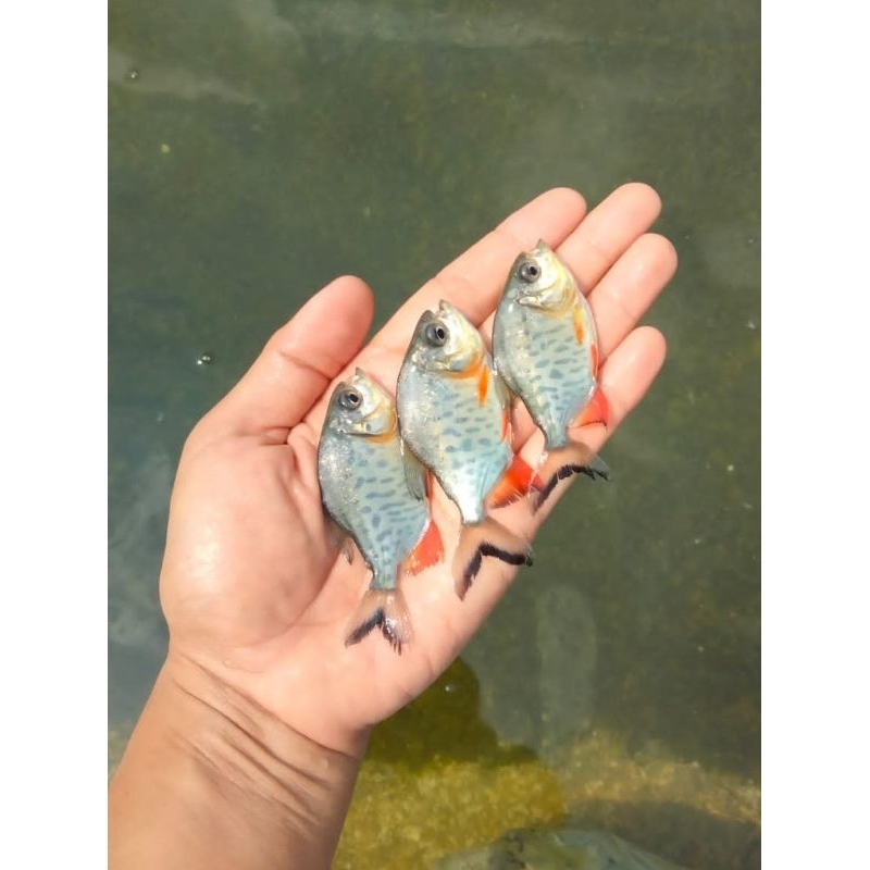 BIBIT/BENIH IKAN BAWAL HITAM/SIRIP MERAH (GARANSI KEMATIAN).