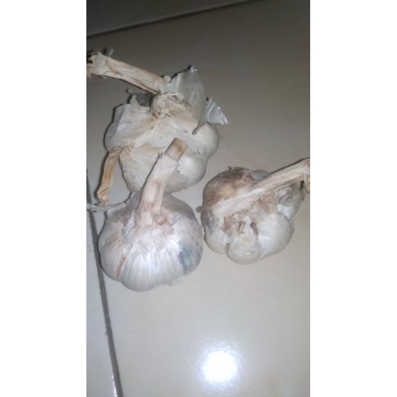 

bawang putih
