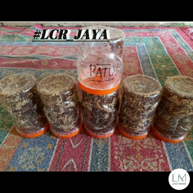 Bibit kroto 1 paket terdiri dari:5 toples bibit + 1 ratu