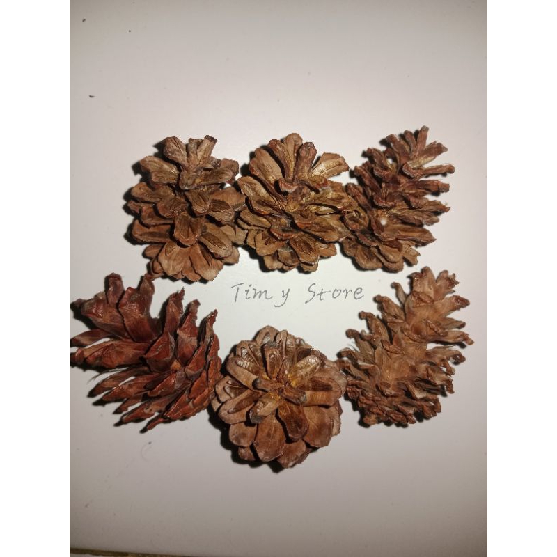 Pinus/Bunga pinus/biji pinus/pinus alas seserahan/hiasan seserahan