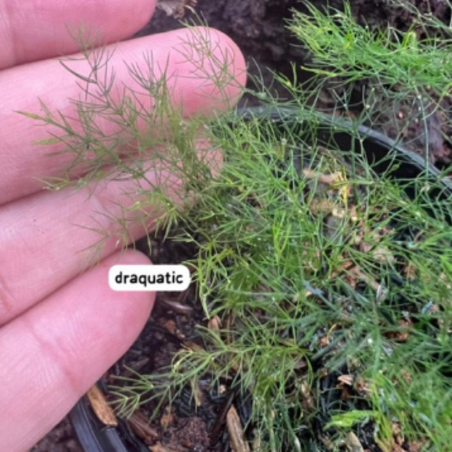 Tanaman Hias Asparagus | Bunga Asparagus | Tanaman Paludarium Terrarium